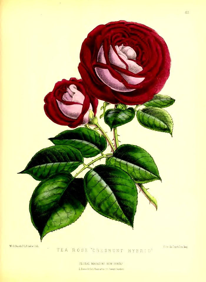 1872 New Series Plate 42
