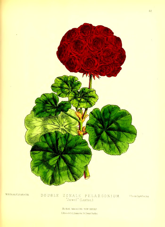 1872 New Series Plate 41