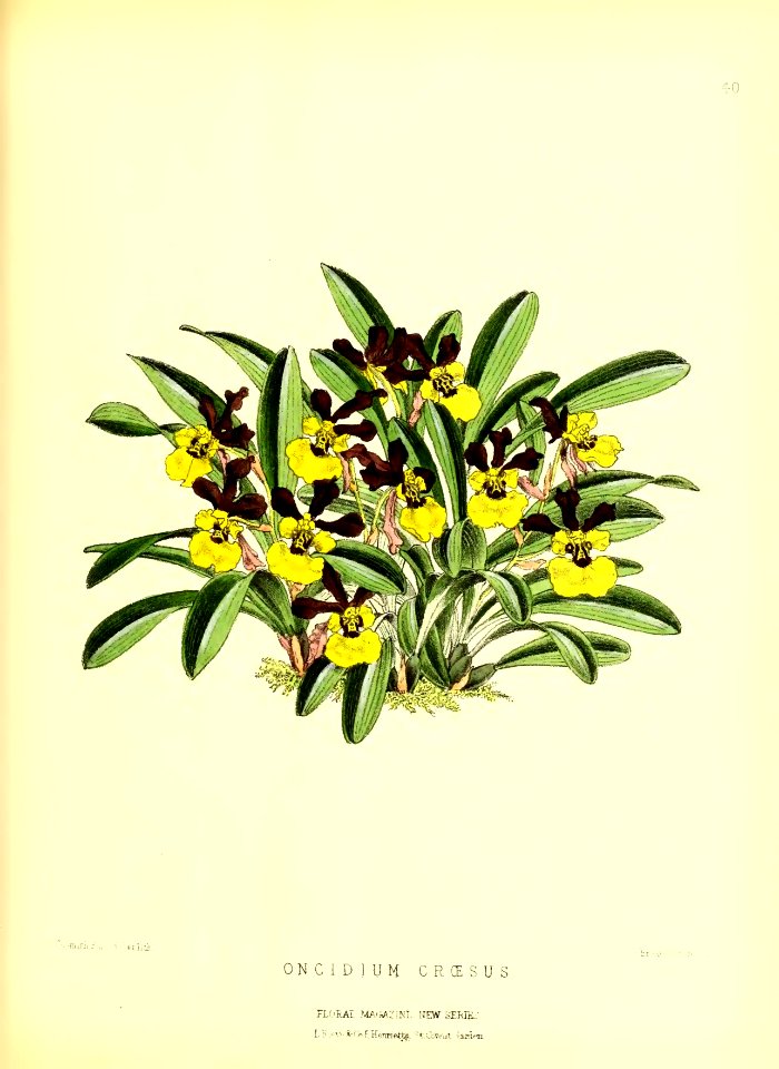 1872 New Series Plate 40