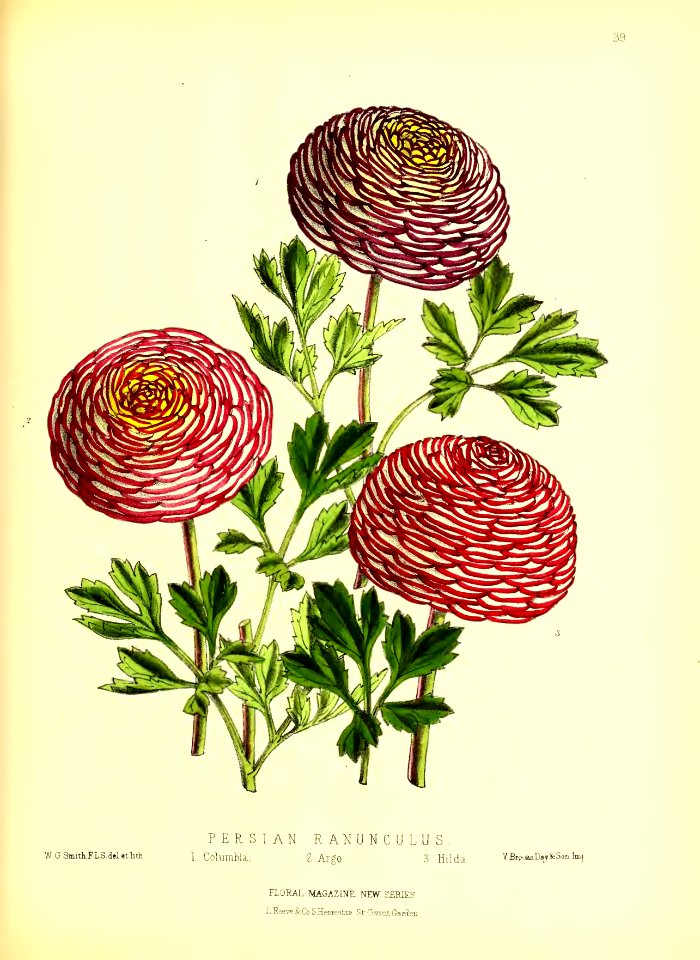 1872 New Series Plate 39