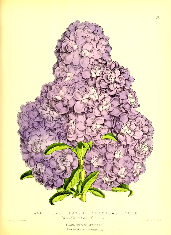 1872 New Series Plate 38