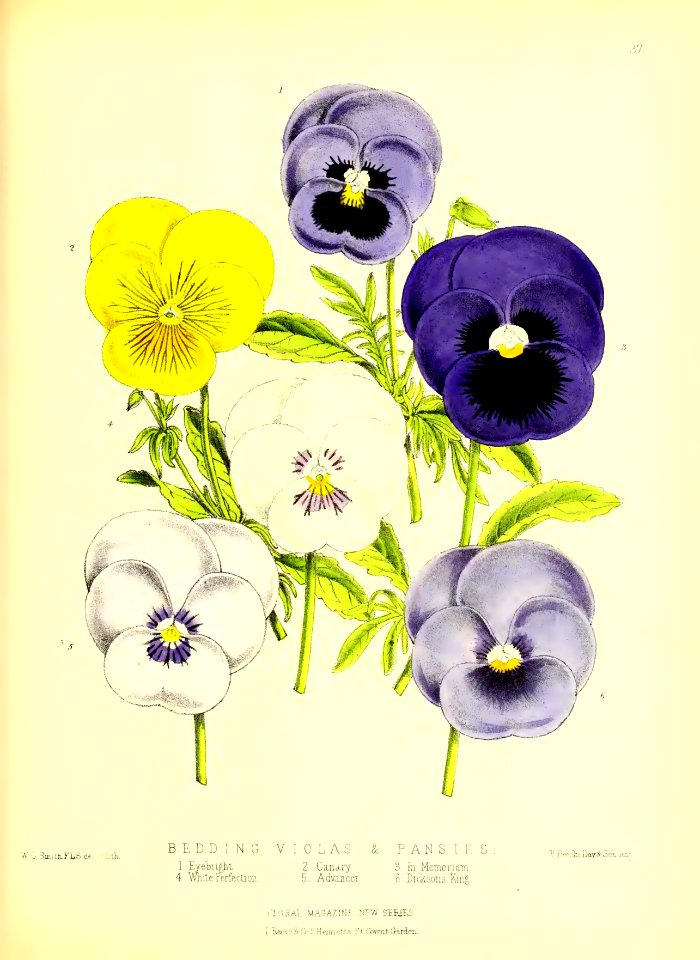 1872 New Series Plate 37