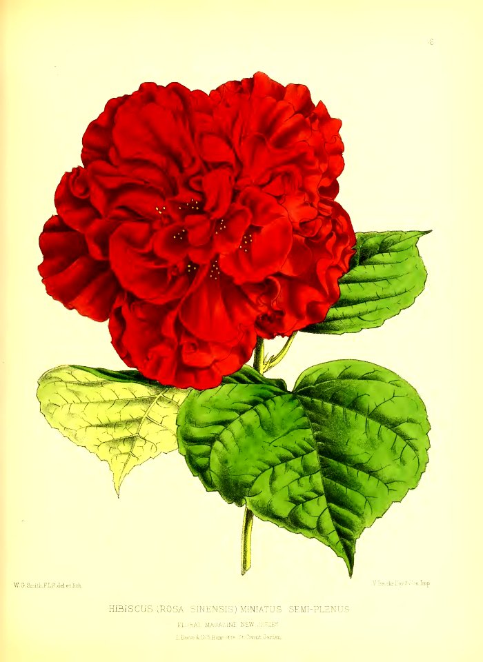 1872 New Series Plate 36