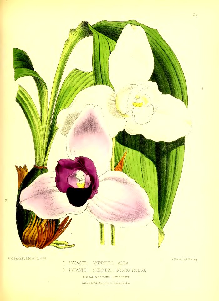 1872 New Series Plate 35