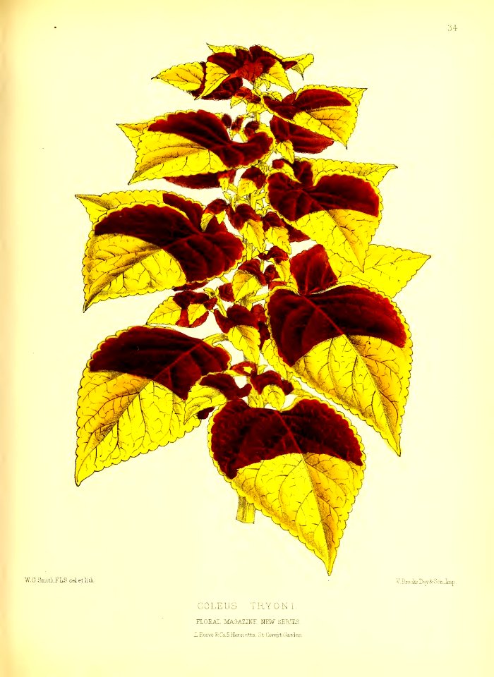 1872 New Series Plate 34