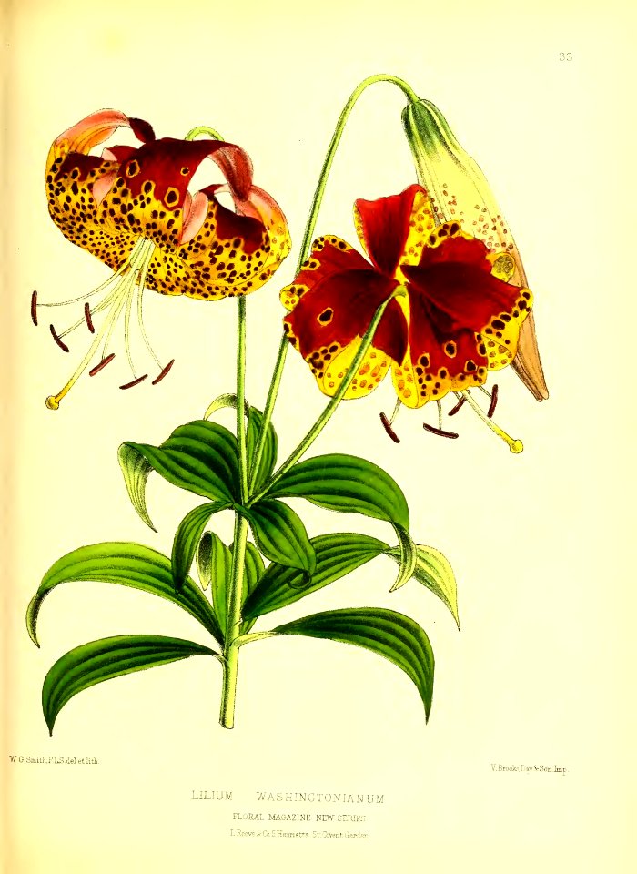 1872 New Series Plate 33