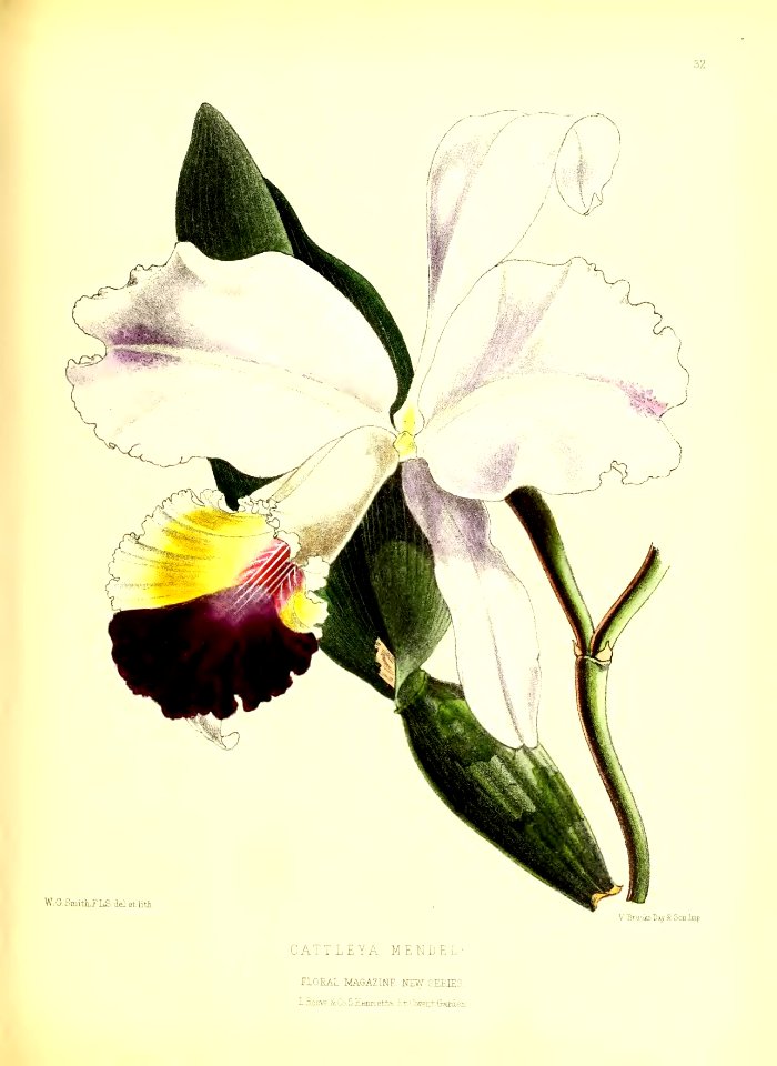 1872 New Series Plate 32