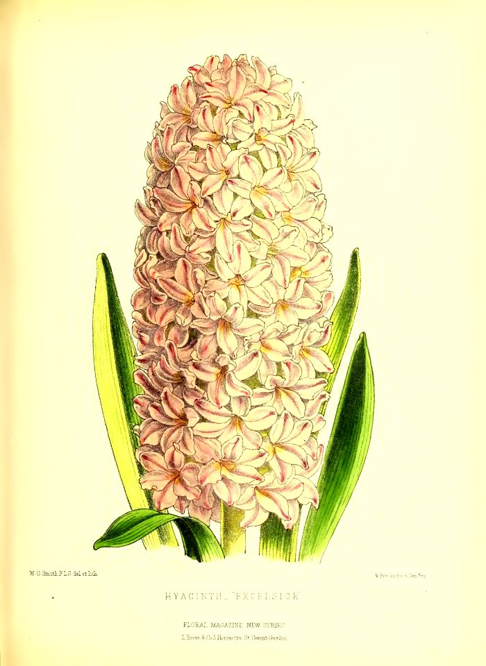 1872 New Series Plate 31