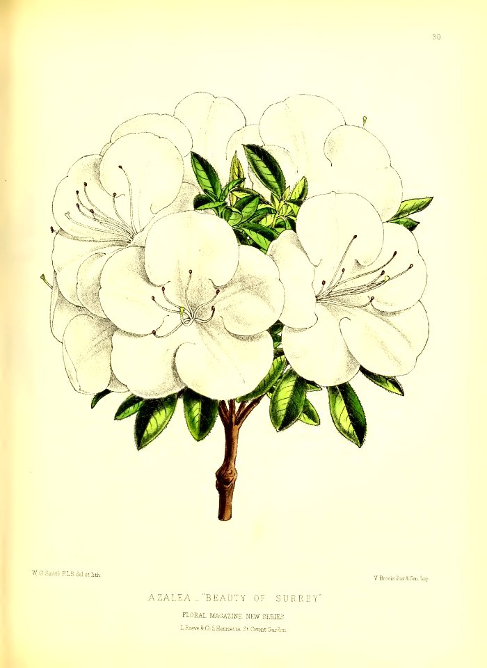 1872 New Series Plate 30