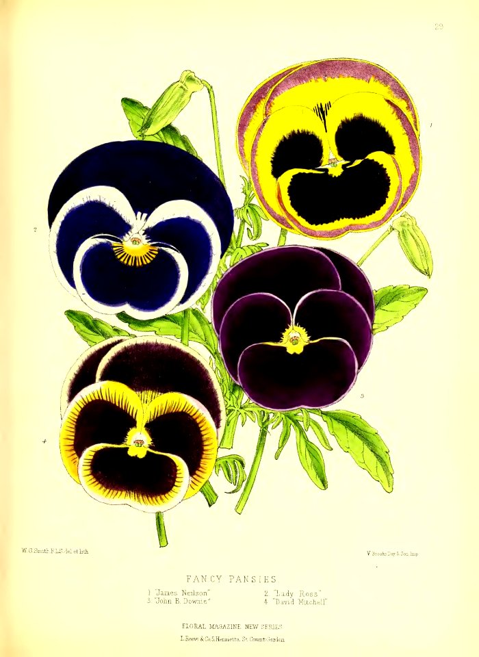 1872 New Series Plate 29