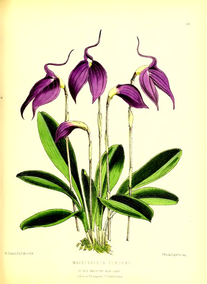 1872 New Series Plate 28
