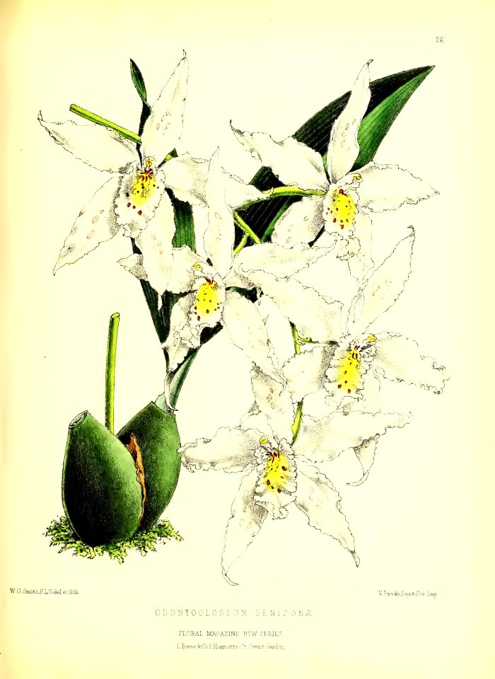 1872 New Series Plate 26