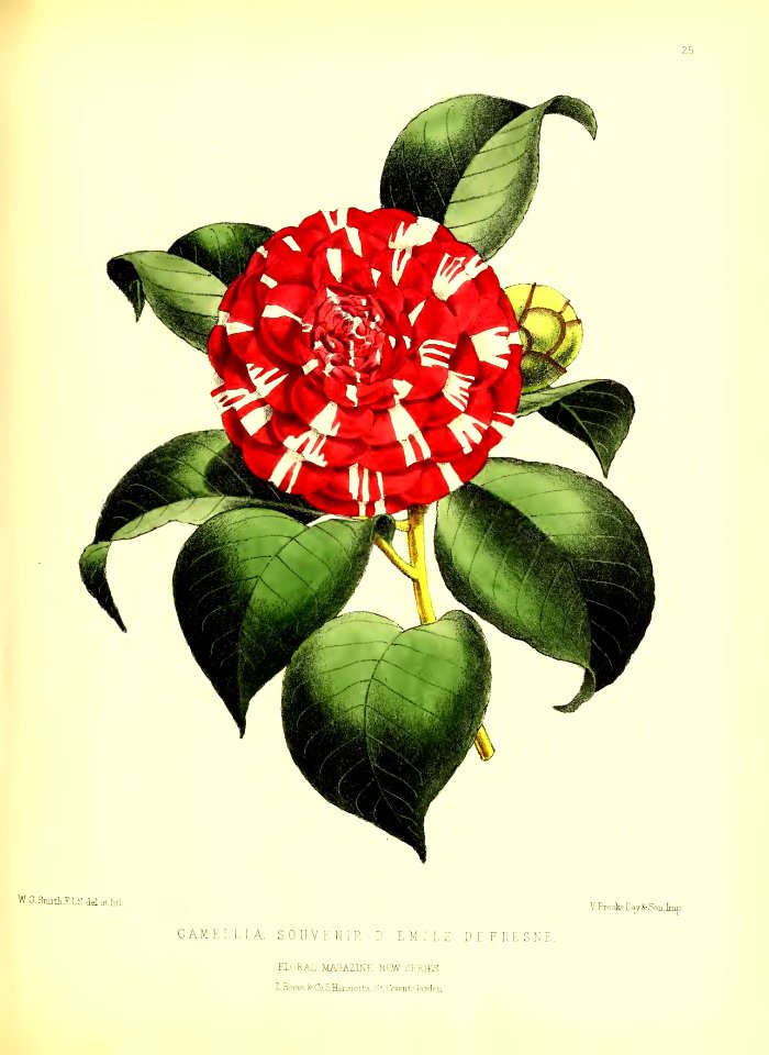 1872 New Series Plate 25