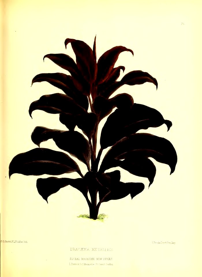 1872 New Series Plate 24