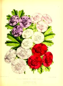 1872 New Series Plate 23