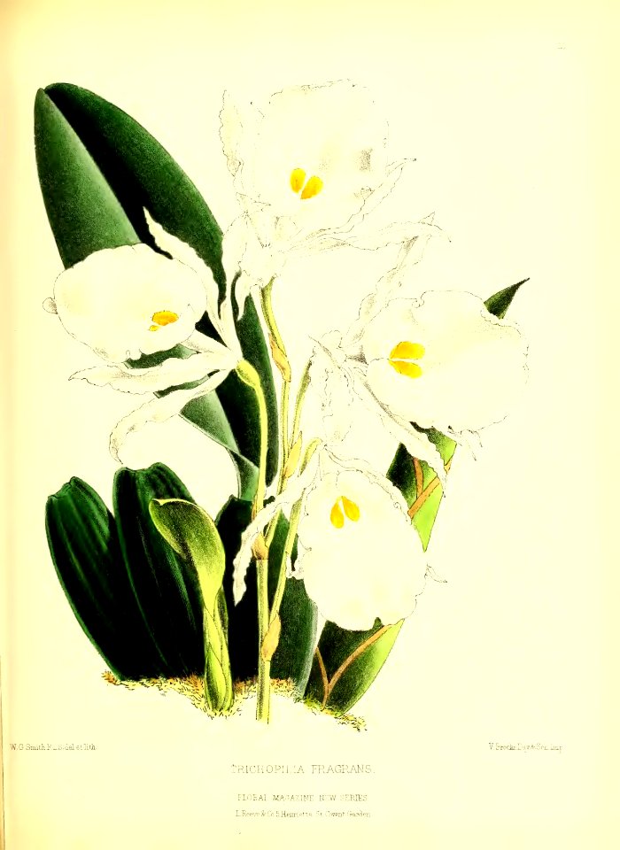 1872 New Series Plate 21