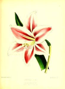 1872 New Series Plate 22