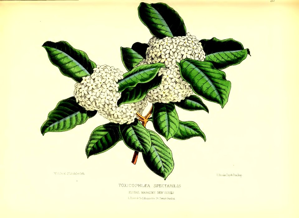 1872 New Series Plate 20