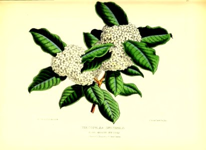 1872 New Series Plate 20