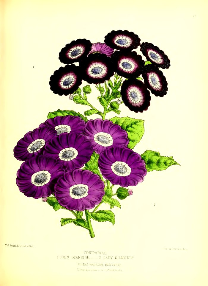 1872 New Series Plate 19