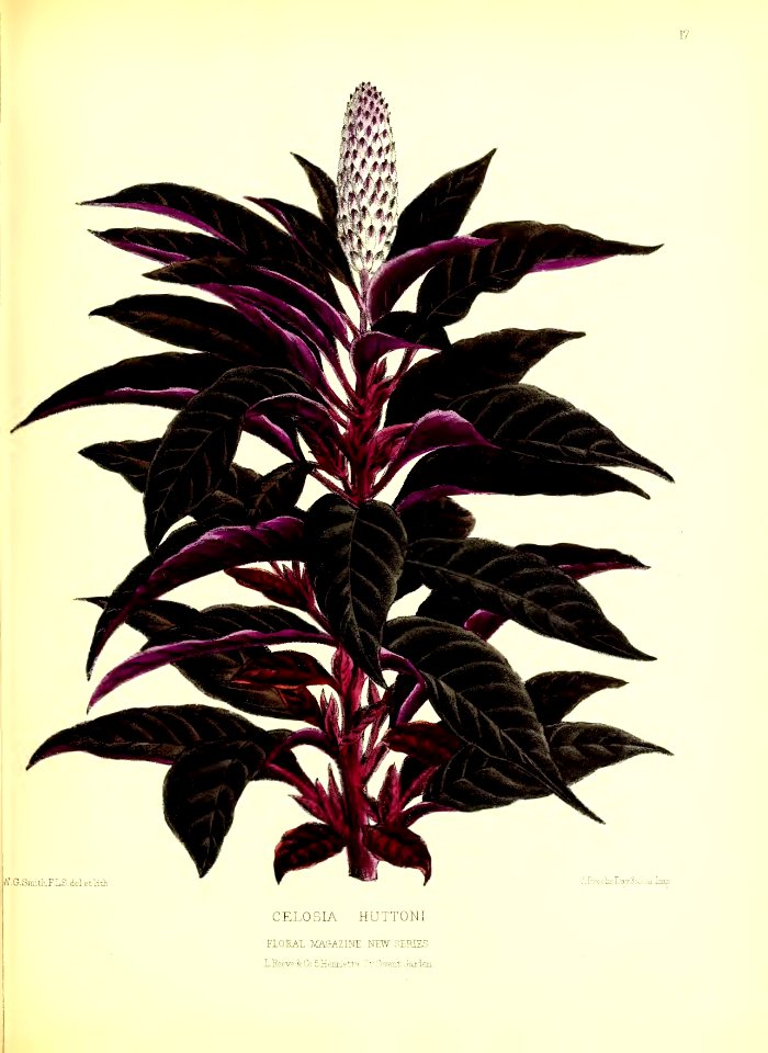 1872 New Series Plate 17