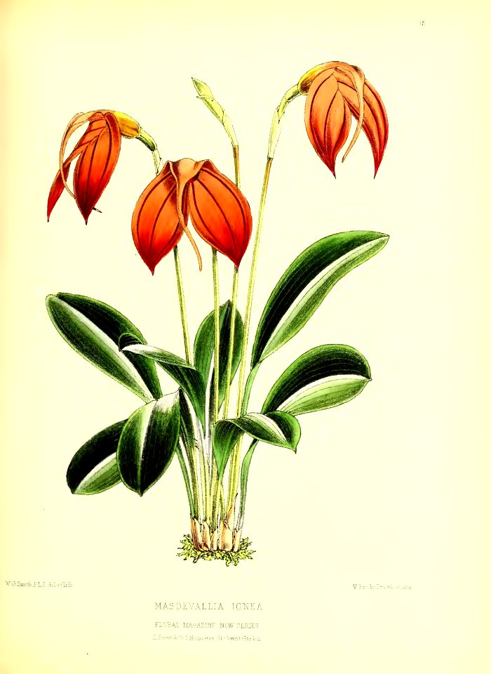 1872 New Series Plate 15