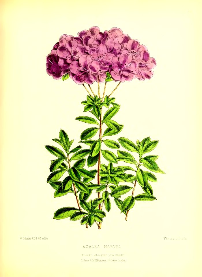 1872 New Series Plate 14