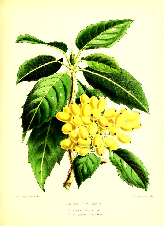 1872 New Series Plate 12