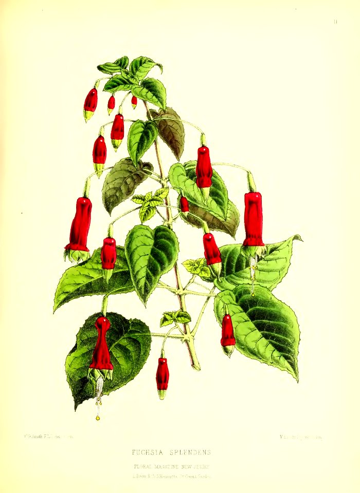 1872 New Series Plate 11