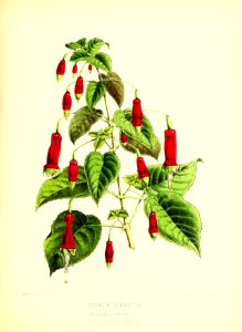 1872 New Series Plate 11