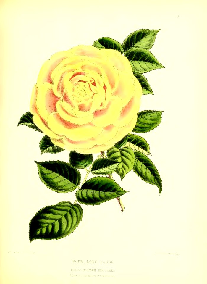 1872 New Series Plate 10
