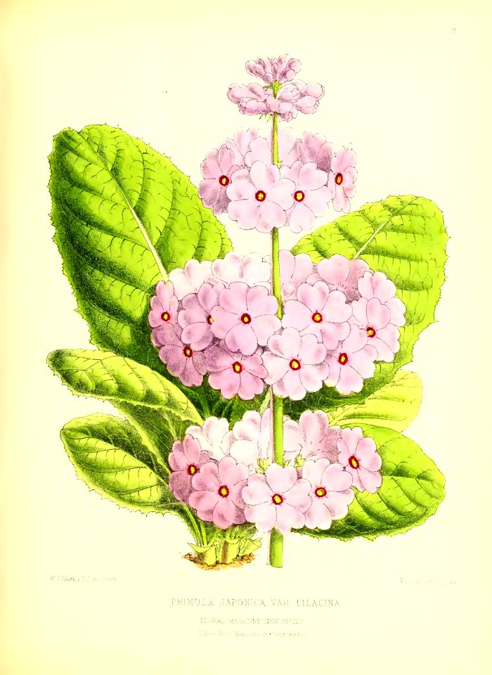 1872 New Series Plate 09