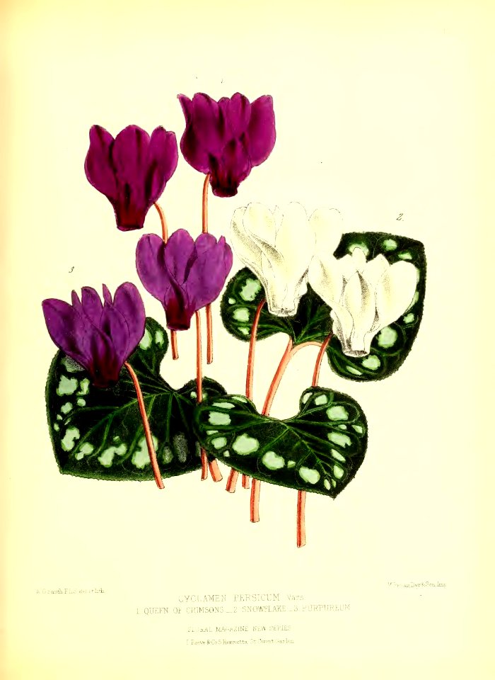1872 New Series Plate 13