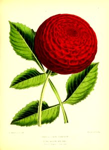 1872 New Series Plate 07