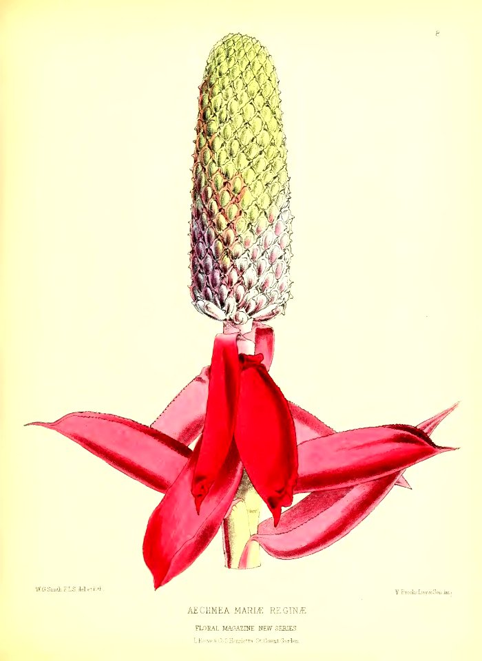1872 New Series Plate 08