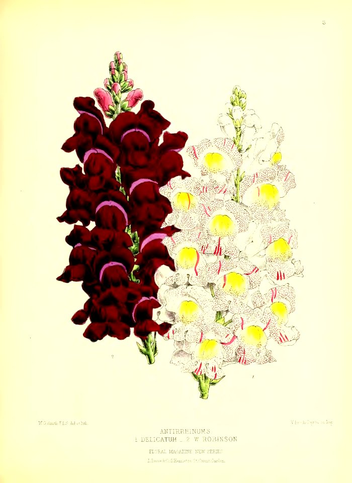 1872 New Series Plate 06