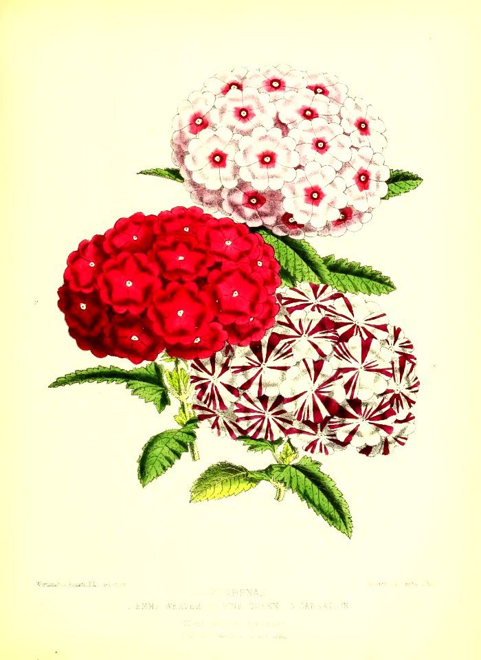 1872 New Series Plate 04