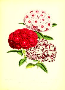 1872 New Series Plate 04
