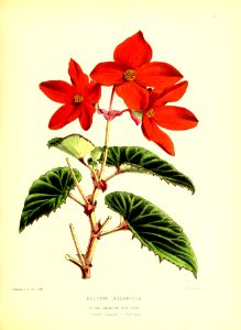1872 New Series Plate 05