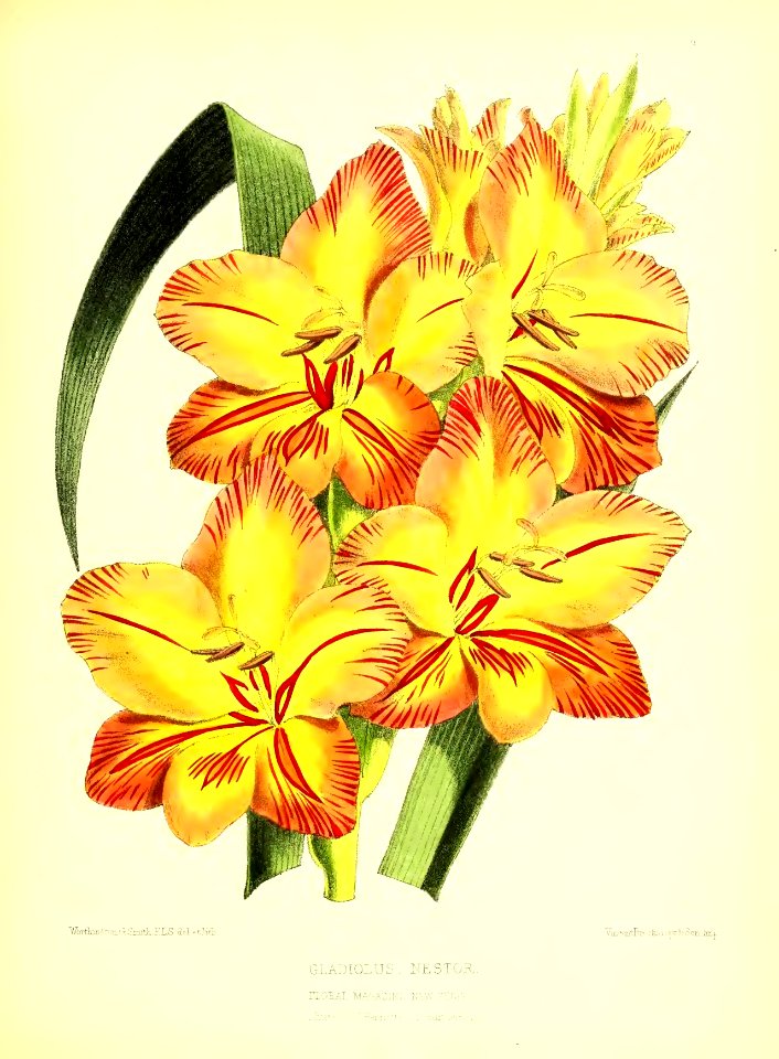 1872 New Series Plate 03