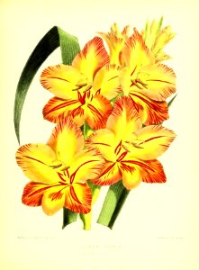 1872 New Series Plate 03