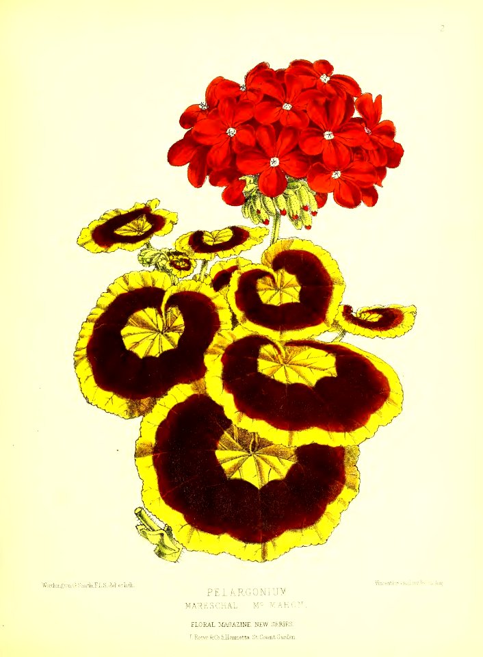 1872 New Series Plate 02