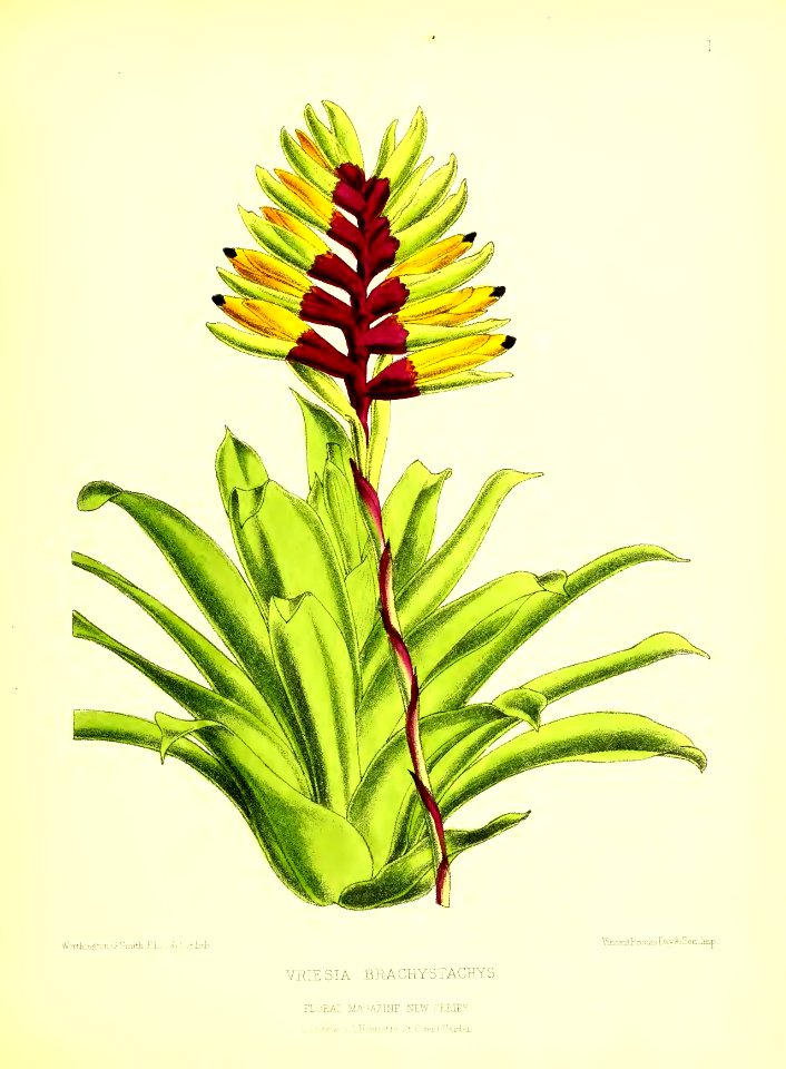 1872 New Series Plate 01