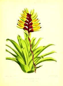 1872 New Series Plate 01
