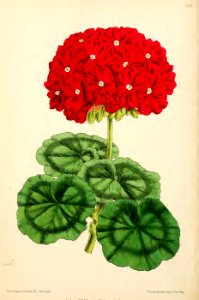 1871 Vol V Plate 560