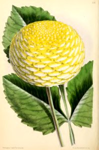 1871 Vol V Plate 558