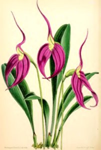 1871 Vol V Plate 555