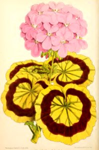 1871 Vol V Plate 554