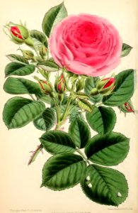 1871 Vol V Plate 553