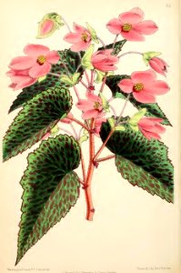 1871 Vol V Plate 551